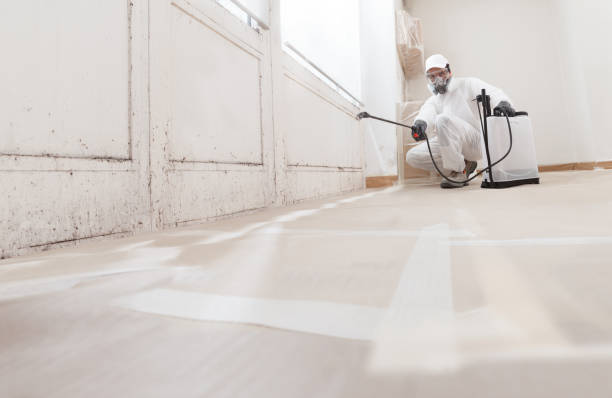 Black mold remediation team in Clermont